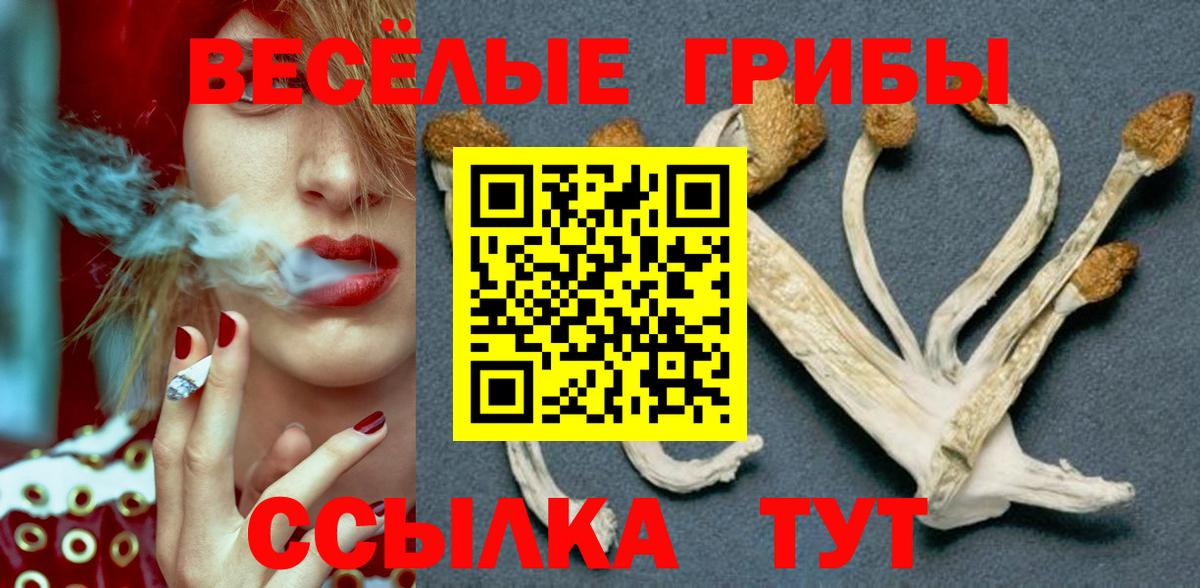 Галлюциногенные грибы Psilocybe Гай